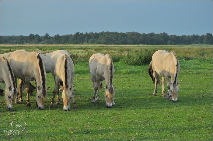 photo 21-07-2016 Over het water-134.jpg
