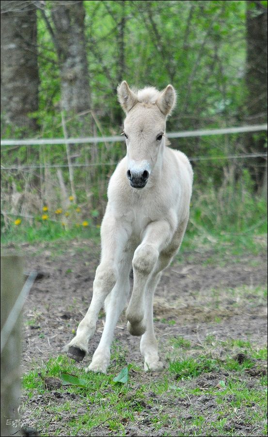 photo 14-04-2017 TygoHarlekijnJosieJanna-10.jpg
