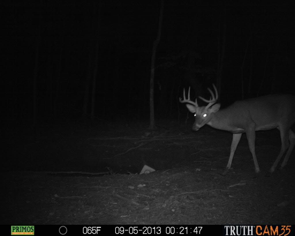 TrailCamera09-14-13099_zps74f664e8.jpg