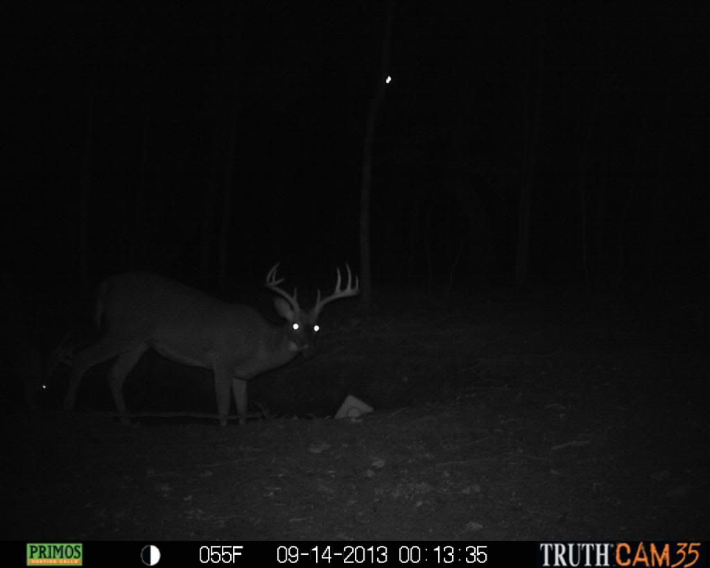 TrailCamera09-14-13574_zpsfec0c2aa.jpg