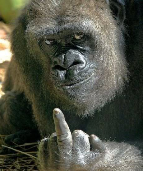 gorilla-giving-the-finger.jpg