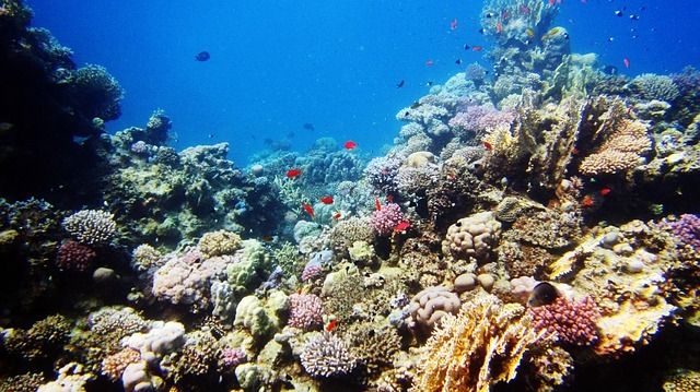 the great barrier reef, Australia