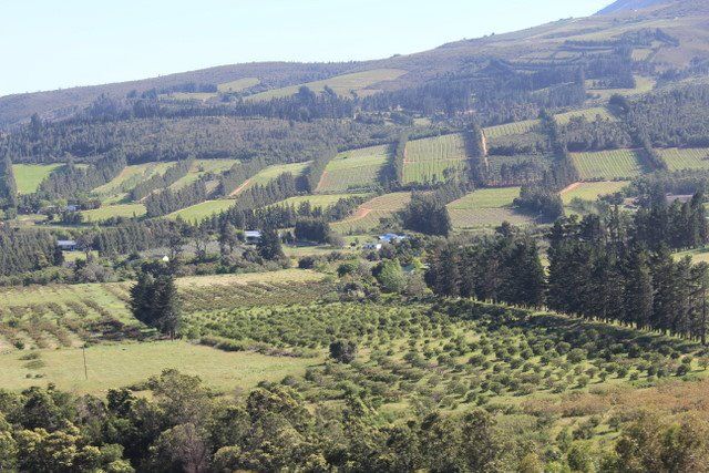 Cape winelands