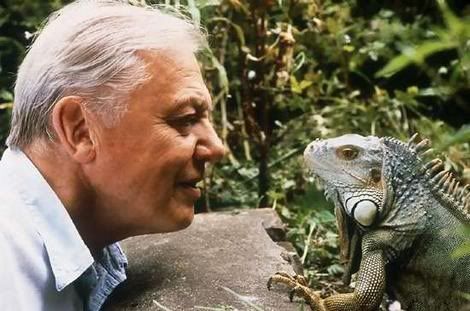 david attenborough photo: David Attenborough david-attenborough-mirando-iguana.jpg