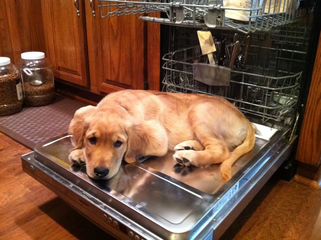 Gus in Dishwasher!