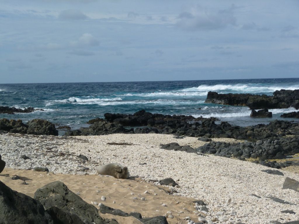 ka'ena point bird sanctuary