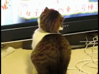 funny gif photo: funny cat Animationcatsfunny200x150203fr121sec.gif