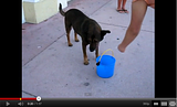 CersitulcinenSouthBeach-Partea1din2-YouTube.png image by wesdale