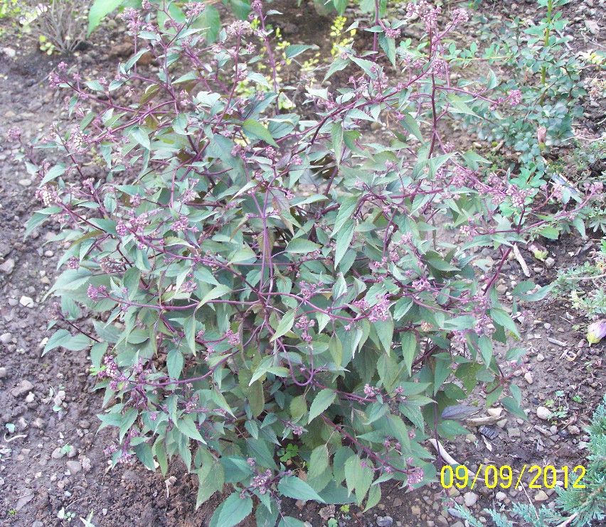 Chocolate Joe Pye Weed Photo by rogeracer1 Photobucket