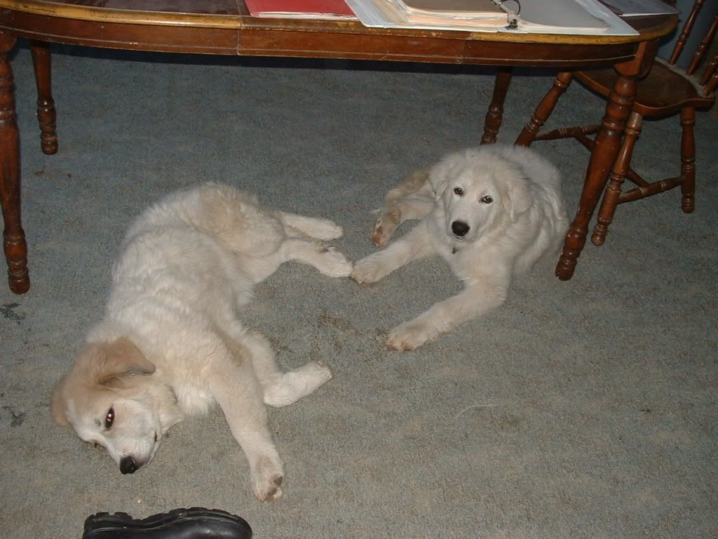 Great Pyrenees Discussion Forum | Great Pyrenees Forums | Great Great Pyrenees Discussion Forum | Great Pyrenees Forums | Great