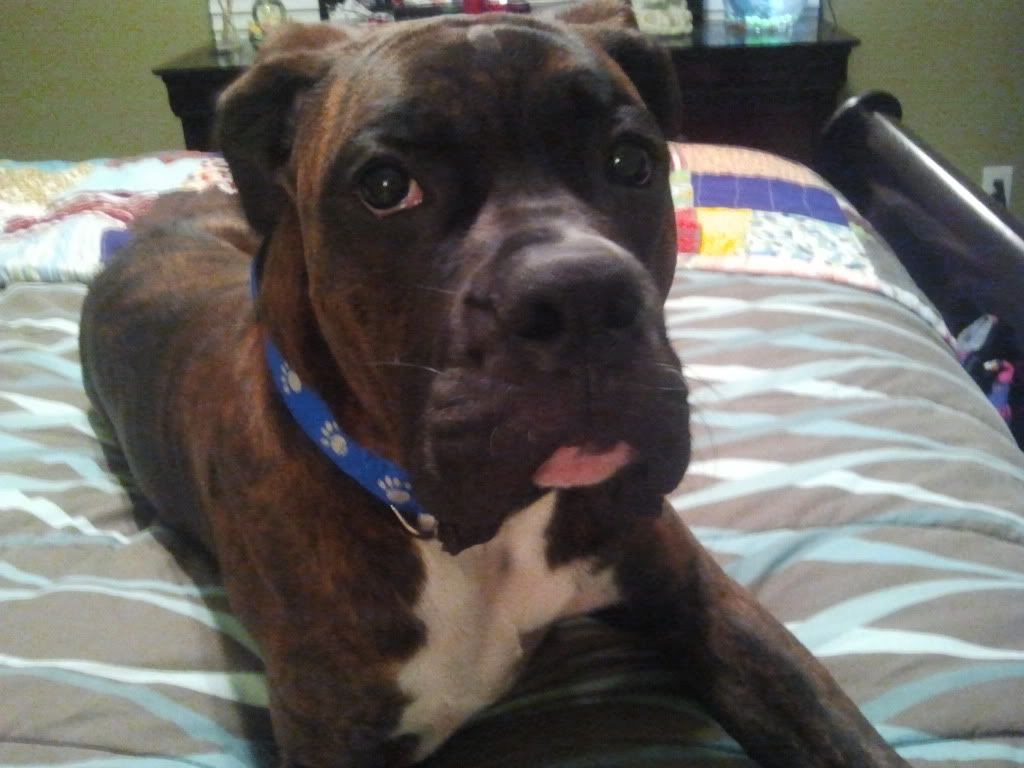 Red, droopy, eye! HELP Boxer Breed Dog Forums