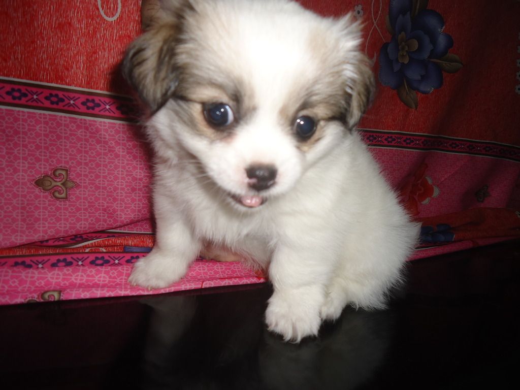 Tìm chủ mới cho 2 em chó shitzu lai nhật. Và nhận đặt gạch tiếp 3 em nhỏ hơn - 2