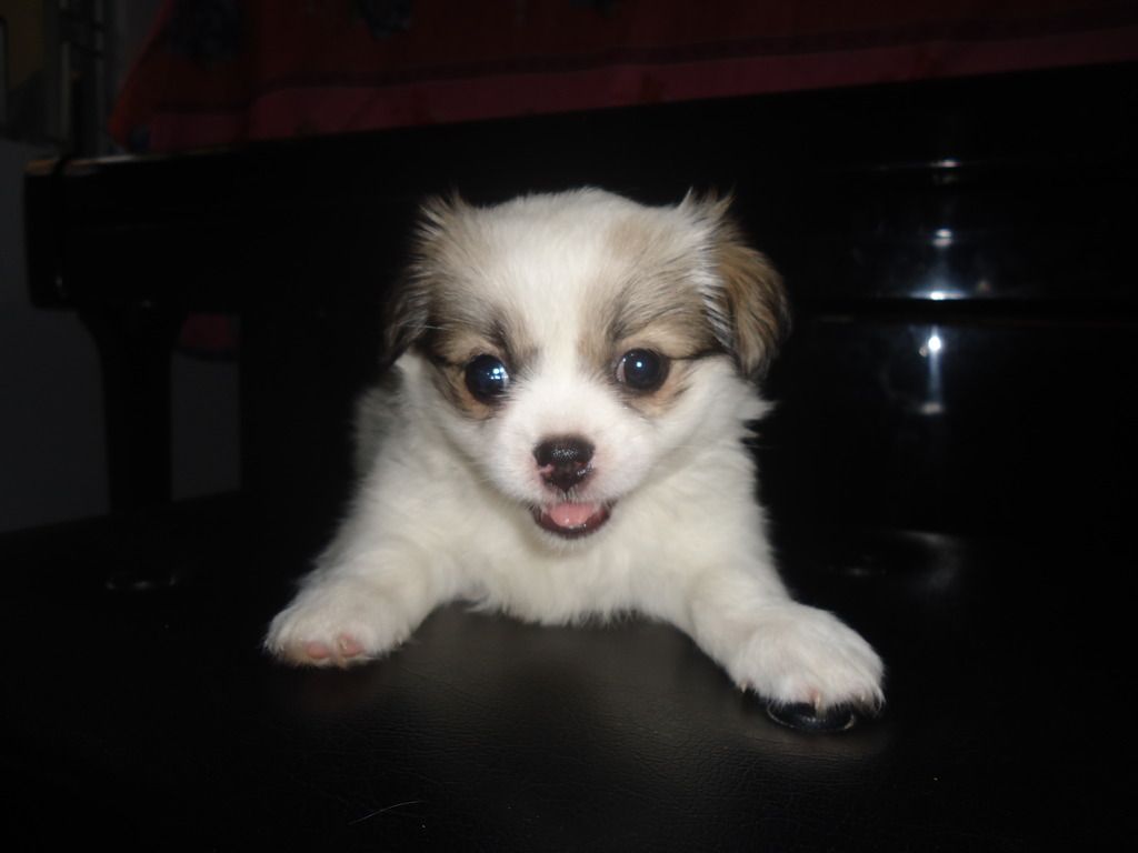 Tìm chủ mới cho 2 em chó shitzu lai nhật. Và nhận đặt gạch tiếp 3 em nhỏ hơn - 3