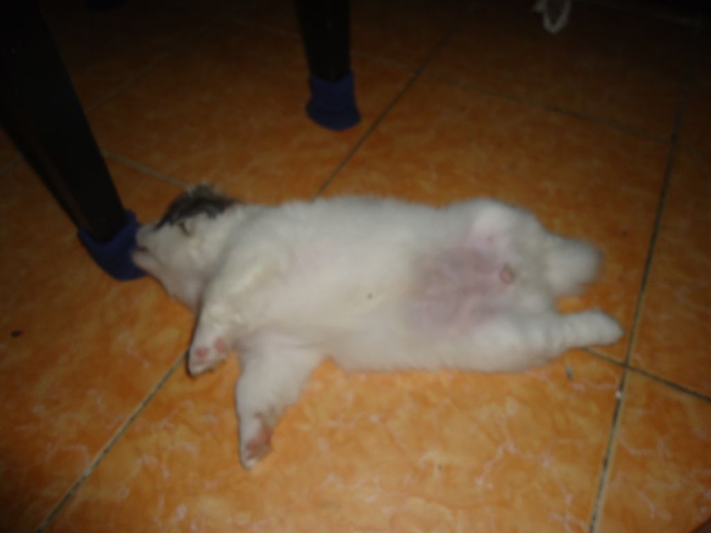 Tìm chủ mới cho 2 em chó shitzu lai nhật. Và nhận đặt gạch tiếp 3 em nhỏ hơn - 4