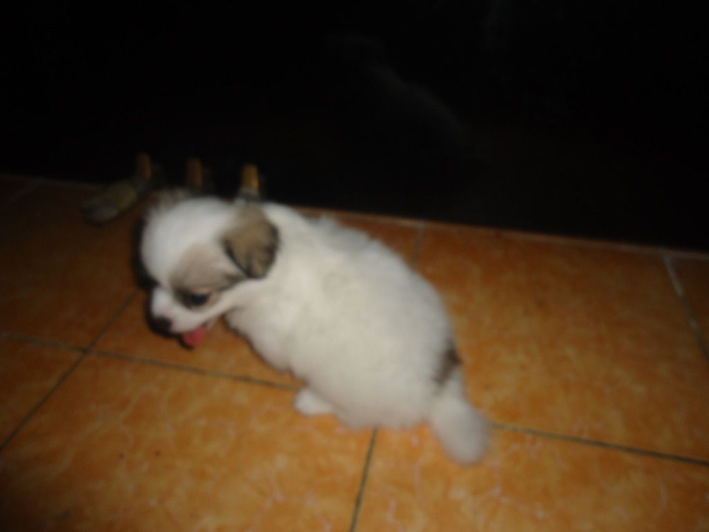 Tìm chủ mới cho 2 em chó shitzu lai nhật. Và nhận đặt gạch tiếp 3 em nhỏ hơn - 5