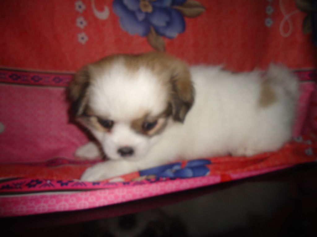 Tìm chủ mới cho 2 em chó shitzu lai nhật. Và nhận đặt gạch tiếp 3 em nhỏ hơn - 6