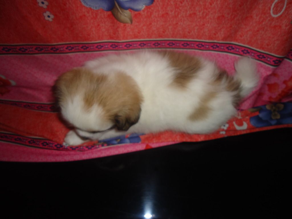 Tìm chủ mới cho 2 em chó shitzu lai nhật. Và nhận đặt gạch tiếp 3 em nhỏ hơn - 8