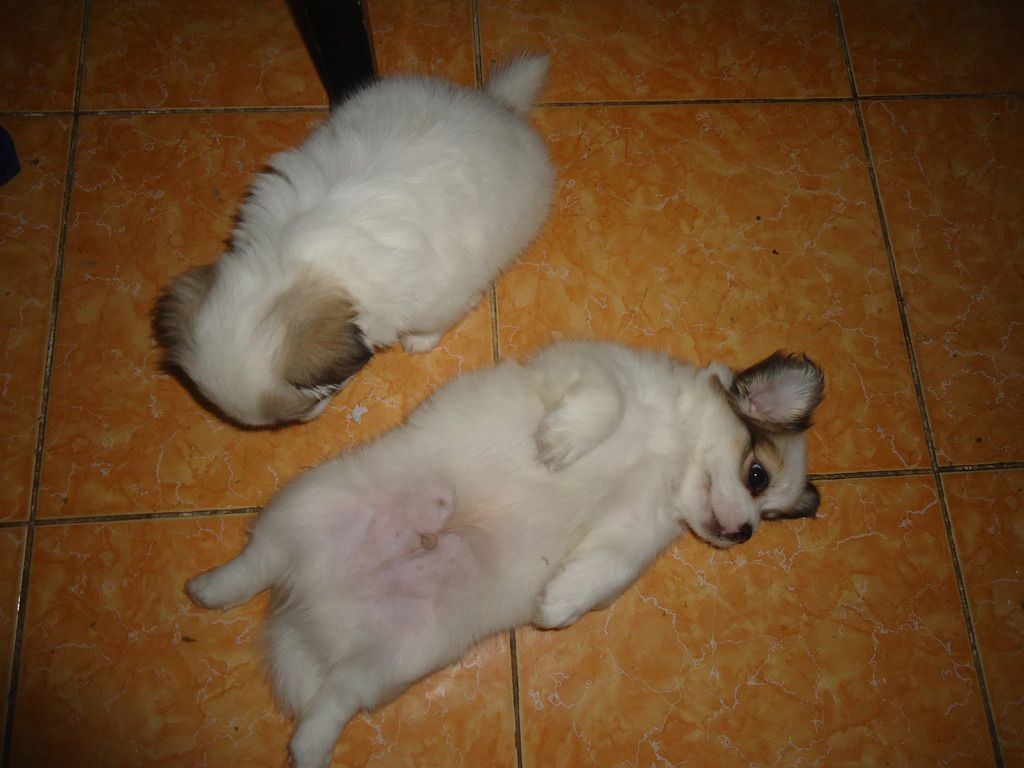 Tìm chủ mới cho 2 em chó shitzu lai nhật. Và nhận đặt gạch tiếp 3 em nhỏ hơn - 9