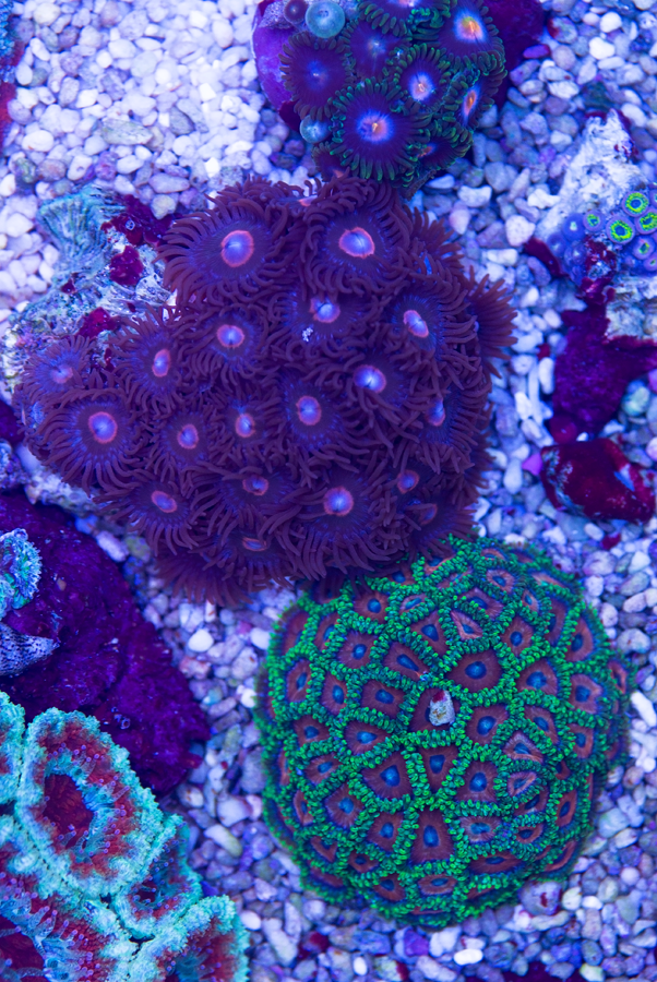 Zoas1.png