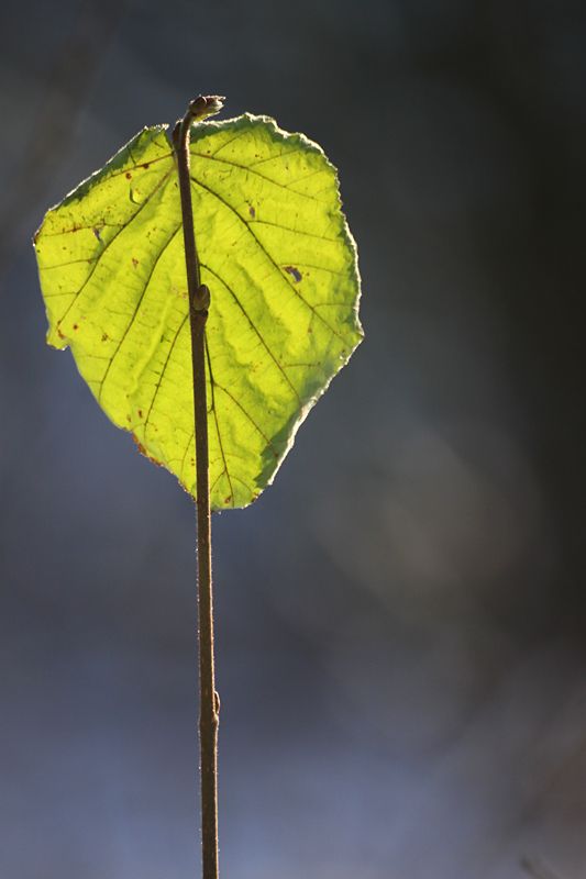 Fotografie