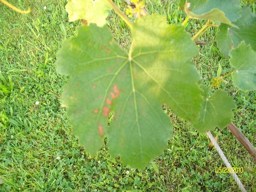 leaf1_zpsd5752645.jpg