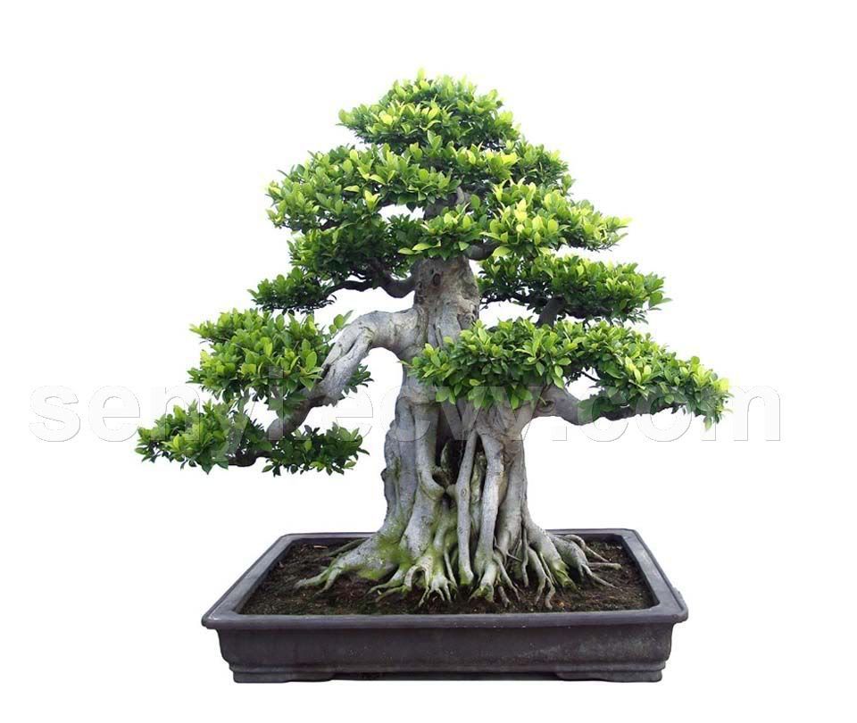 Banyan_Ficus_microcarpa_bonsai.jpg