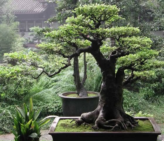 Bonsai_Tree_jpg.jpg