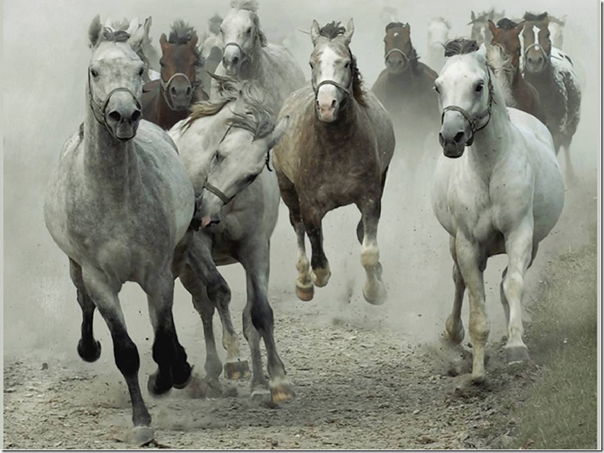 GroupofHorsesRunning.png