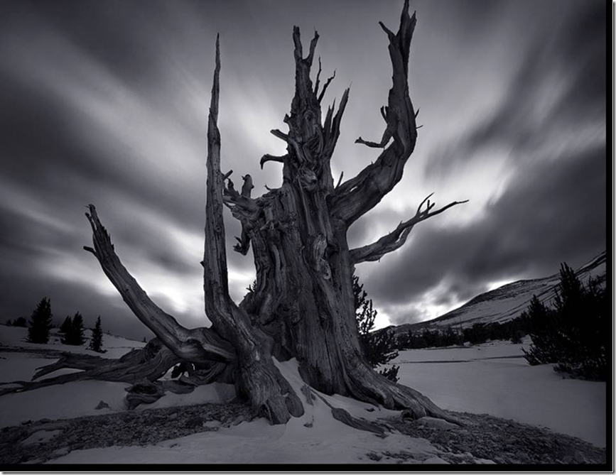 TreeLooksLikeATroll.png