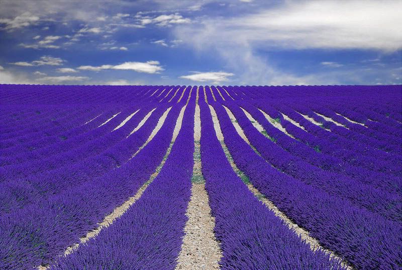 FieldsofLavenderinProvenceFrance.jpg