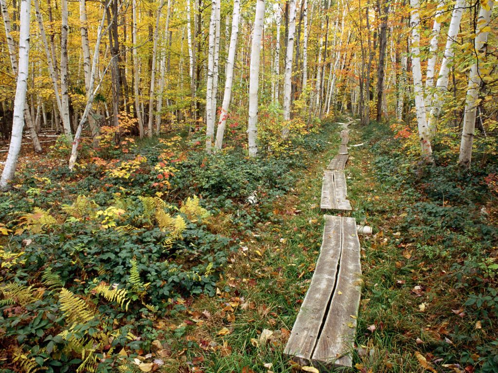 BoardwalkSieurdeMontsAcadiaNationalParkMaine.jpg