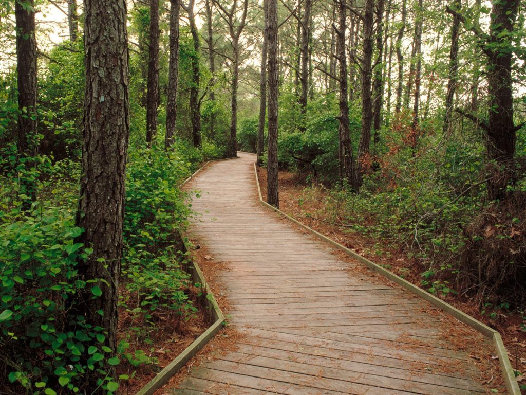 LifeoftheForestTrailAssateagueIslandBer.jpg