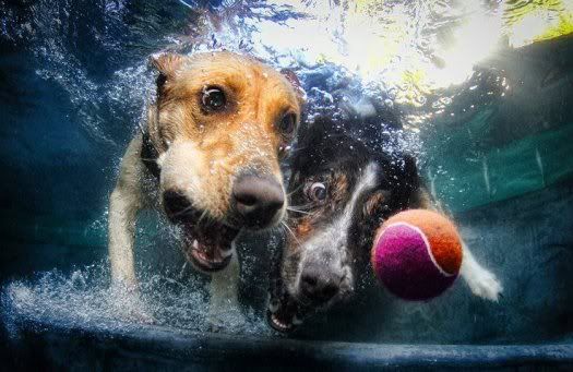 dogswimGettheBall.jpg