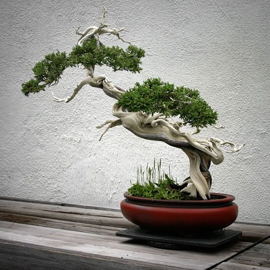 national_bonsai_and_penjing_museum.jpg