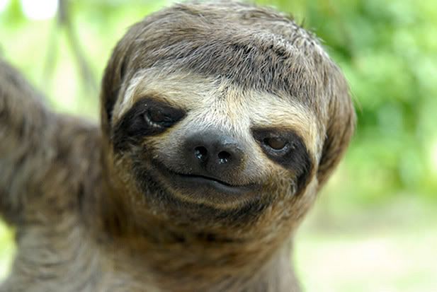 sloths.jpg