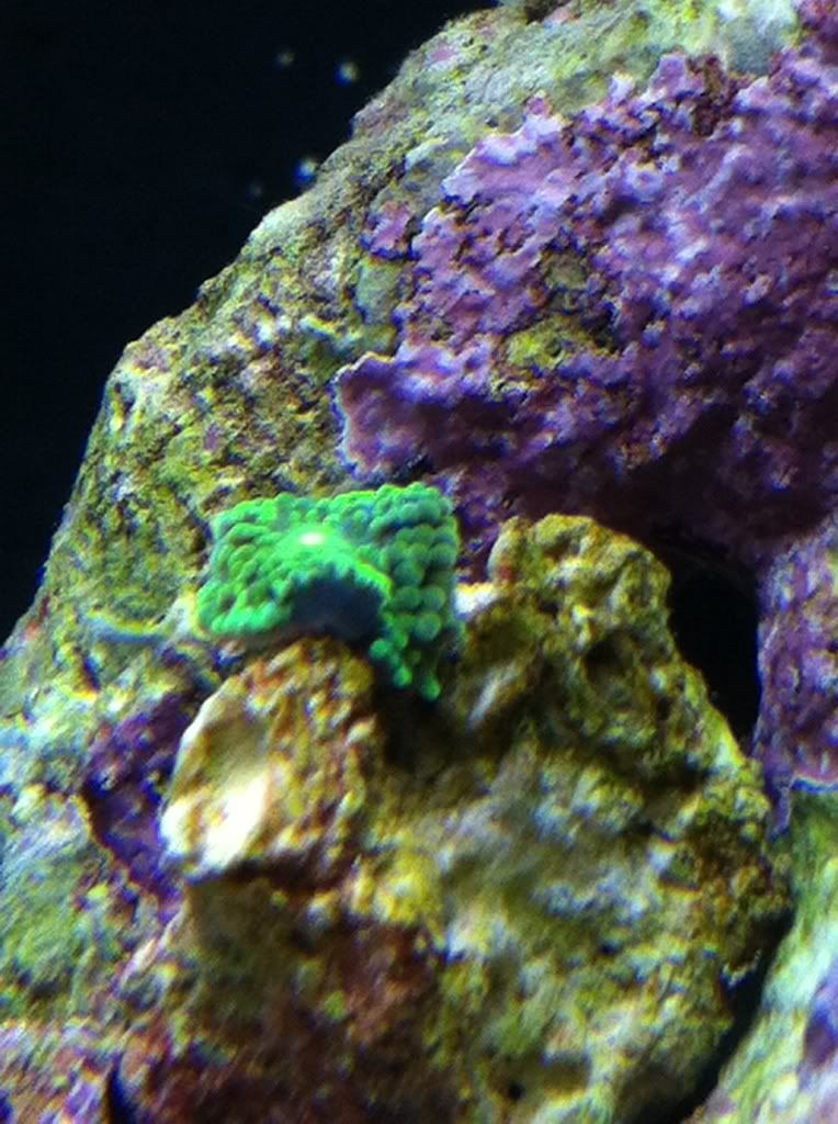 76ed82ad - TheLittleMermaids Spec-tacular Pico