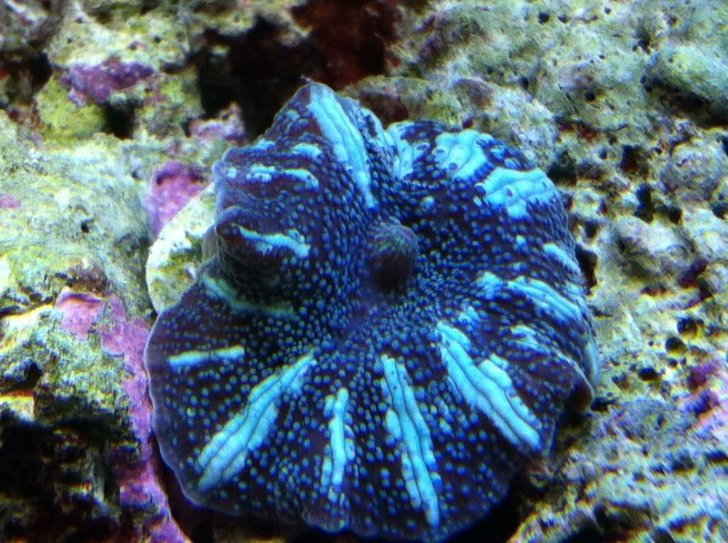 7b228bdc - TheLittleMermaids Spec-tacular Pico