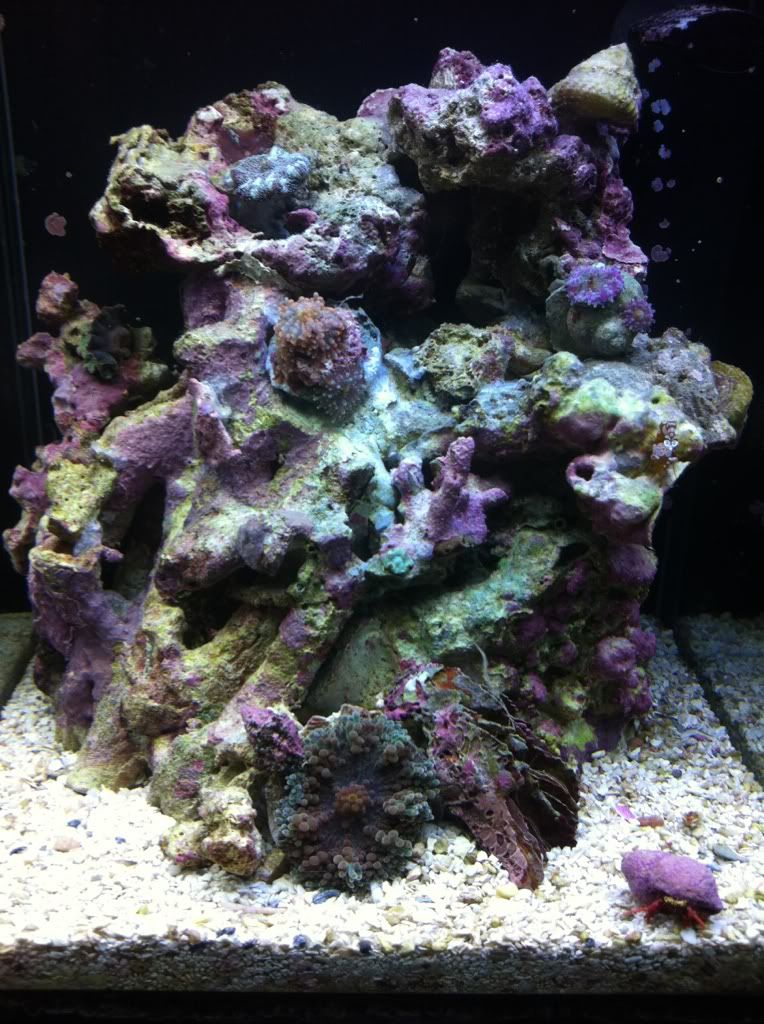 c311cf48 - TheLittleMermaids Spec-tacular Pico
