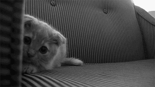 cute2_zps32659bdb.gif