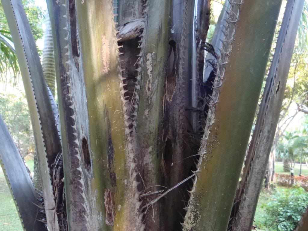 Palm Photo Quiz DISCUSSING PALM TREES WORLDWIDE PalmTalk