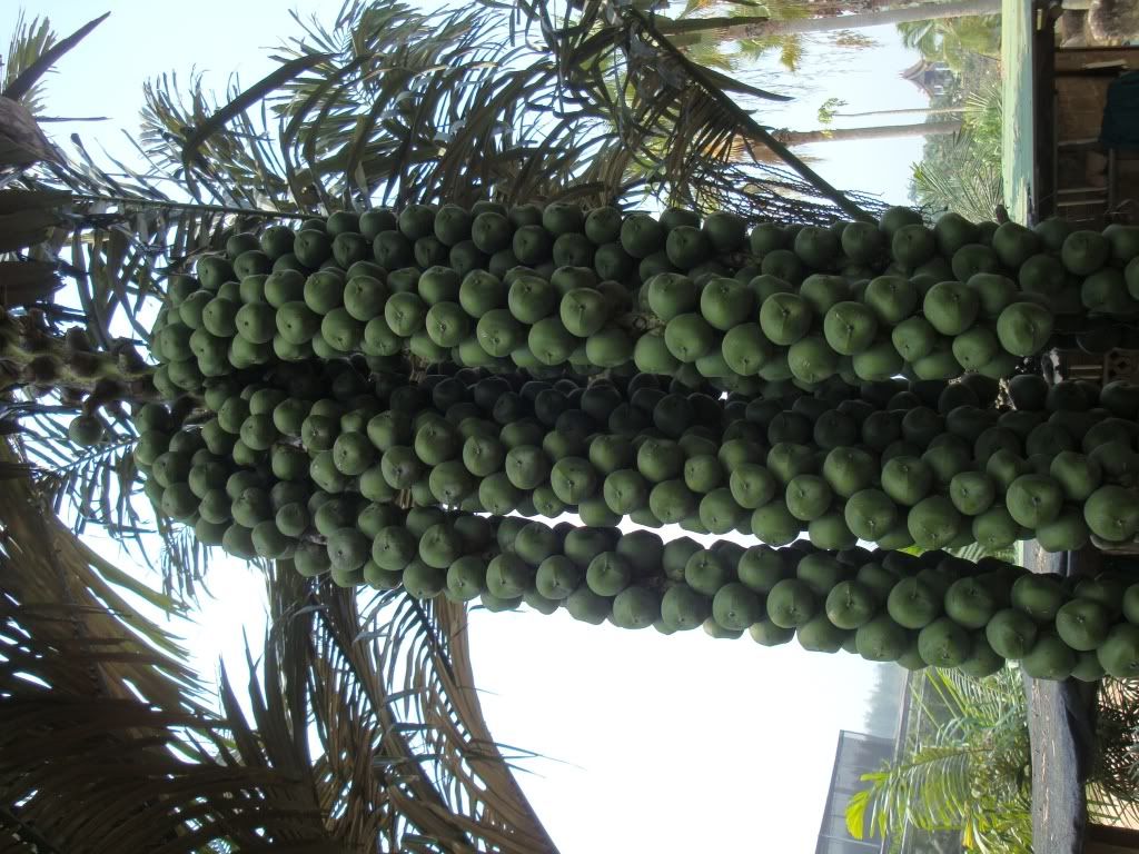 Palm Photo Quiz DISCUSSING PALM TREES WORLDWIDE PalmTalk