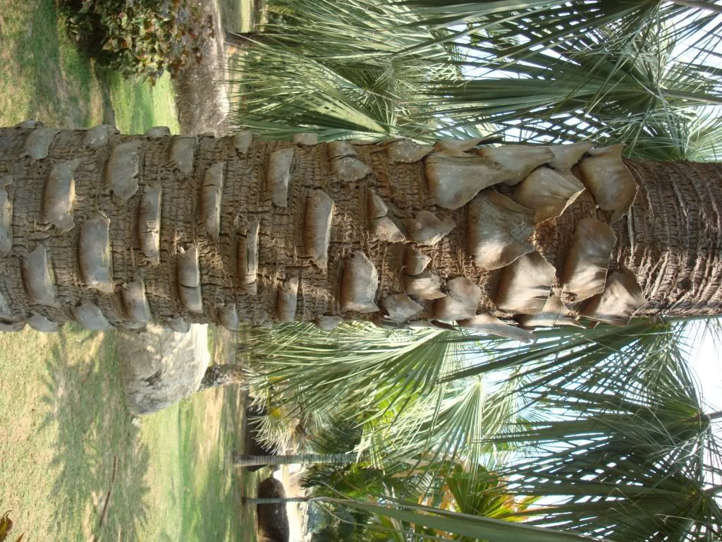 Palm Photo Quiz DISCUSSING PALM TREES WORLDWIDE PalmTalk