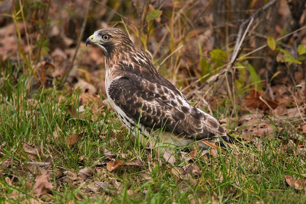 IMAGE: http://i1220.photobucket.com/albums/dd458/PIX-R-IT/Hawk002-1copy.jpg