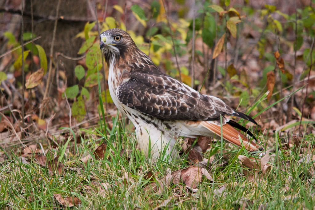 IMAGE: http://i1220.photobucket.com/albums/dd458/PIX-R-IT/Hawk003-1copy.jpg