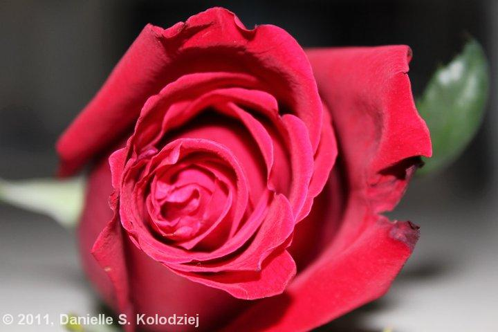 rose Pictures, Images and Photos