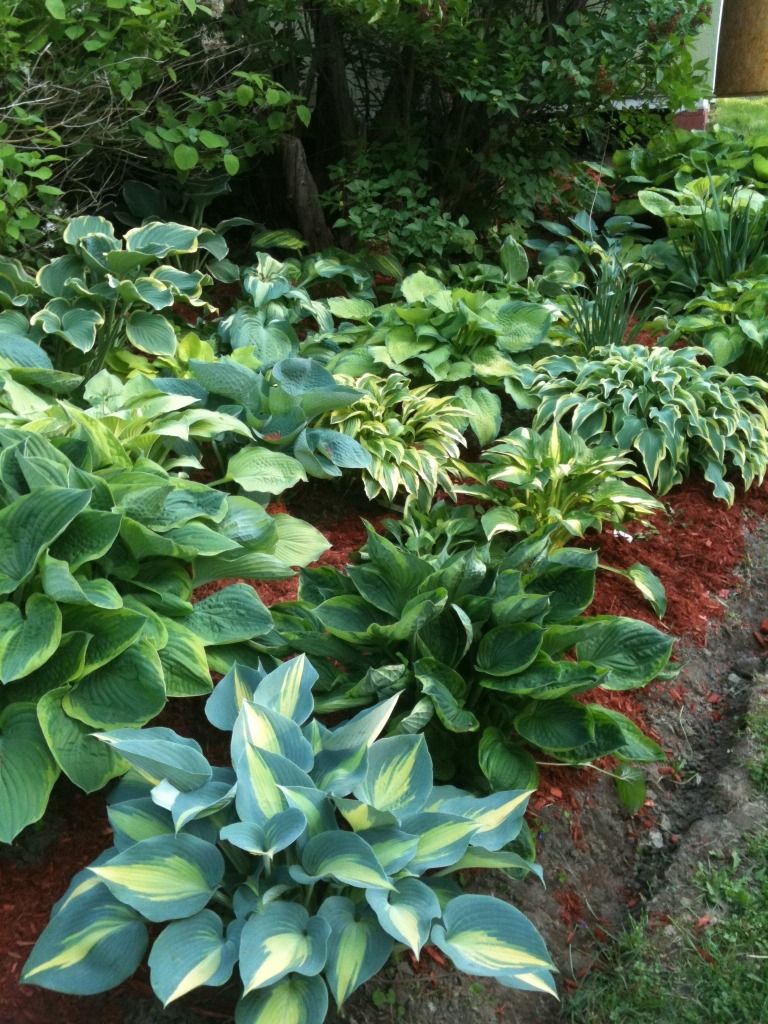 Backyard hostas photo 643629DE.jpg