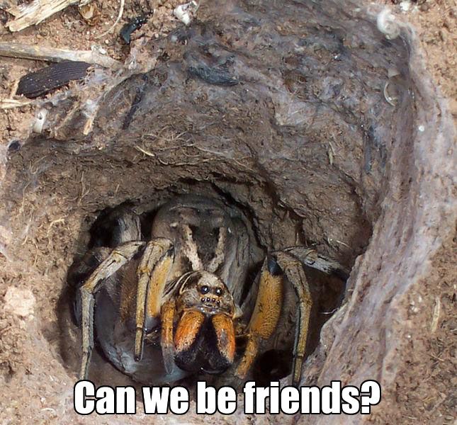 spider_zps6395d03a.jpg