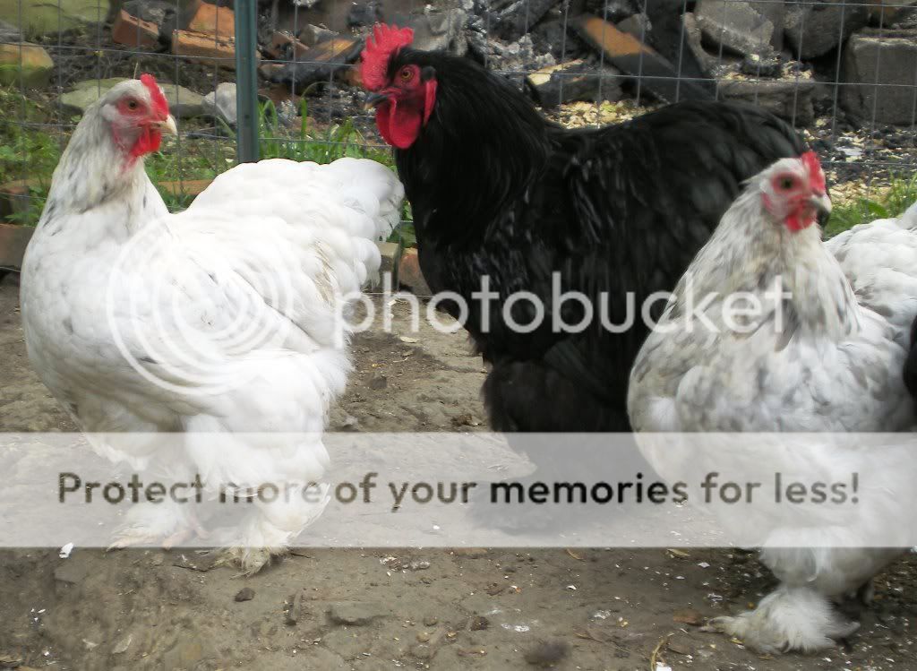 12+ Large Fowl Black/Splash Cochin Eggs | BackYard Chickens - Learn How ...